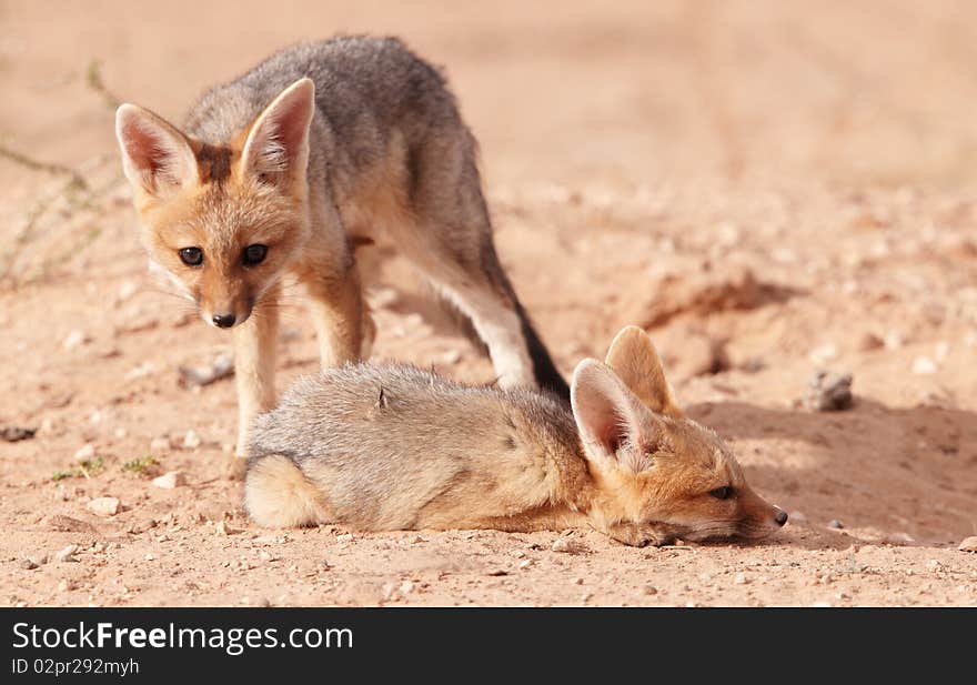 Alert Black-backed Jackal (Canis mesomelas)