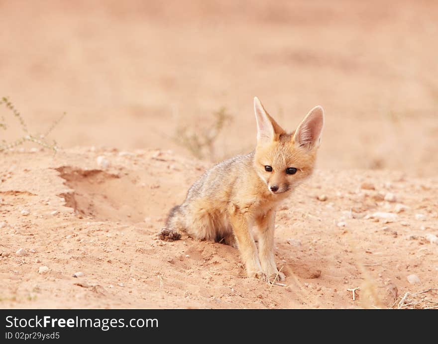 Alert Black-backed baby Jackal (Canis mesomelas) in South Africa. Alert Black-backed baby Jackal (Canis mesomelas) in South Africa