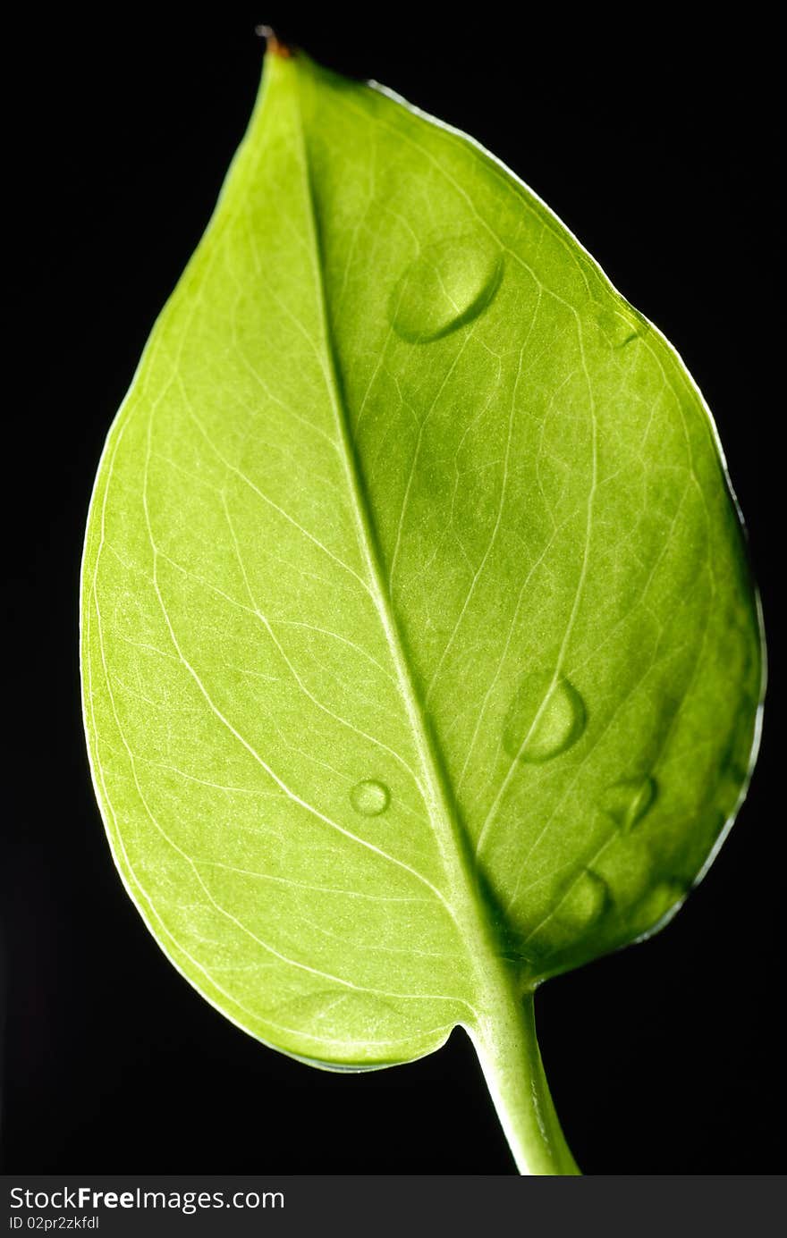 Leaf