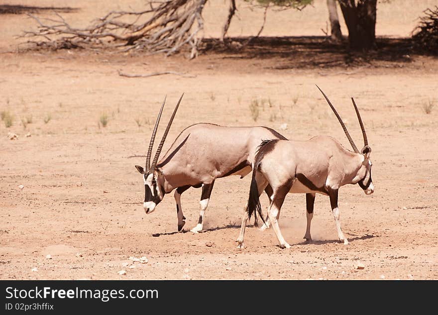 Group of Gemsbok