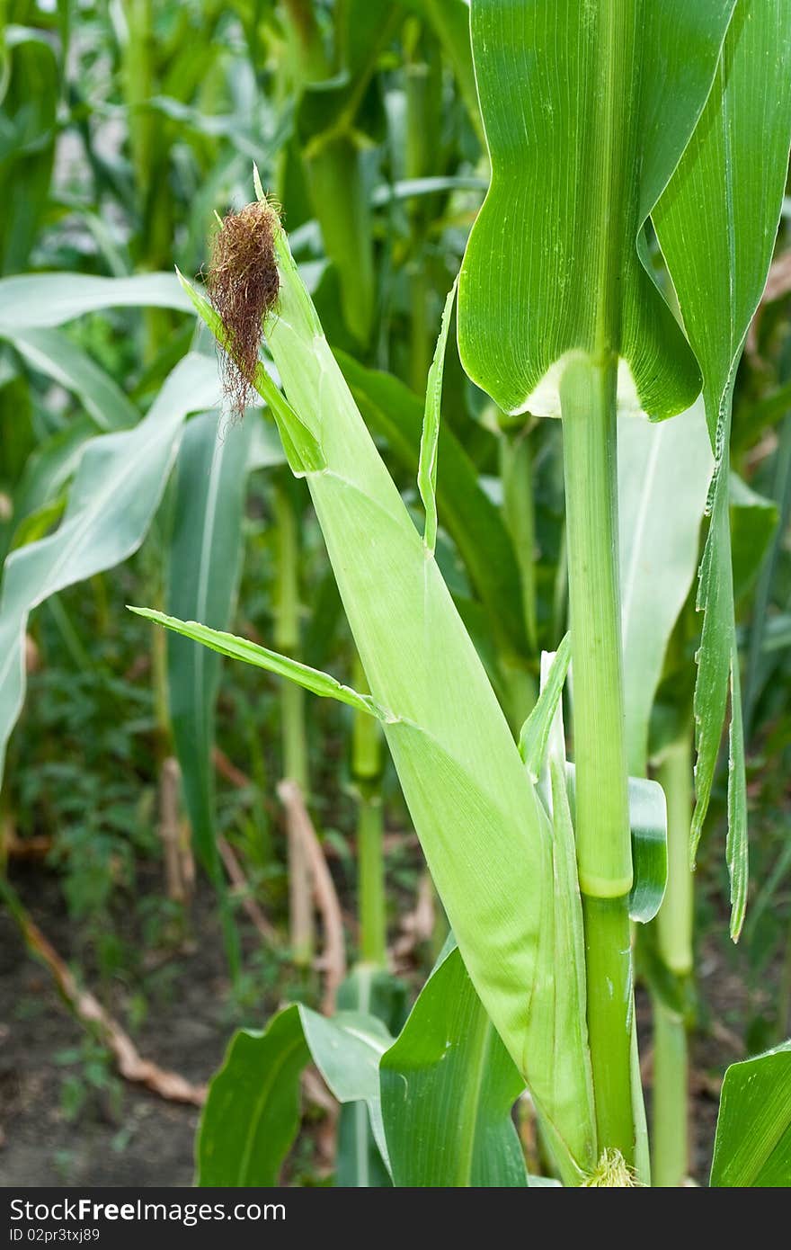 Closeup of fresh looking corn plants with rich harvest