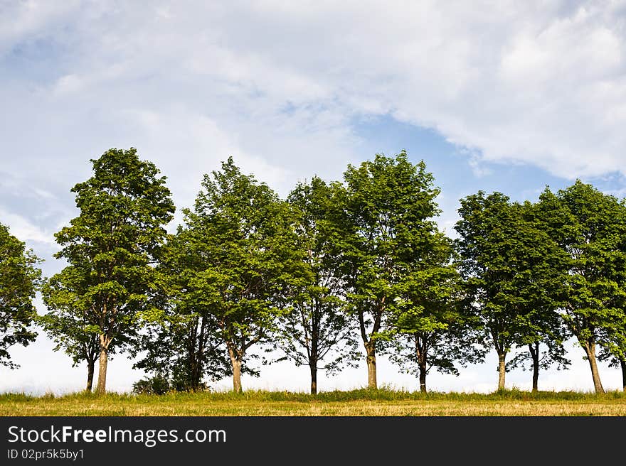 Trees On Horizon