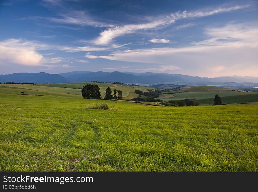 Summer Meadows