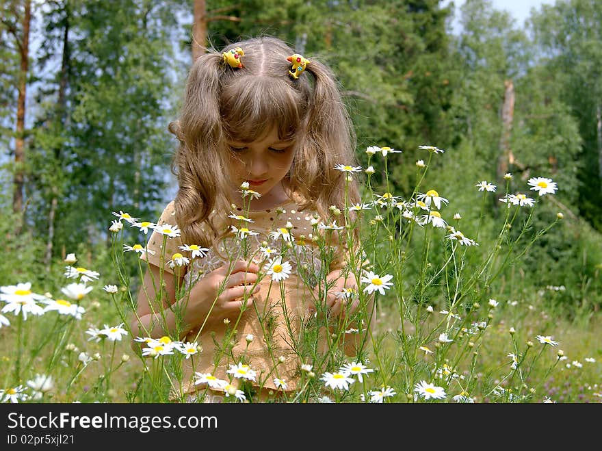 The  girl stands in the summer on the nature about camomiles and smells them. The  girl stands in the summer on the nature about camomiles and smells them