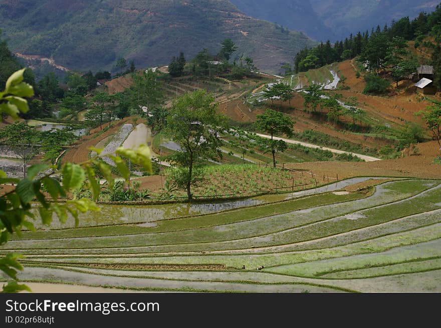 Landscape of mountain rice