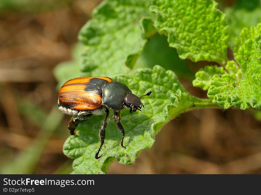 Orange bug