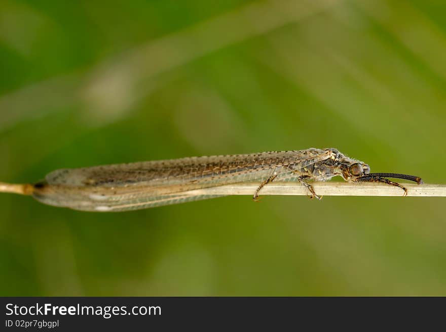 Insect on a plant