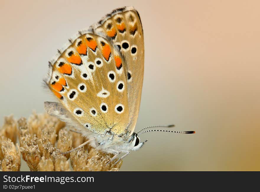 Brown and orange butterfly sitting on a plant