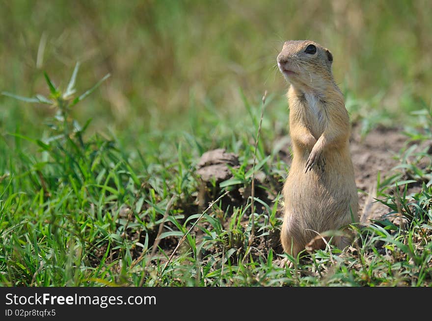 Brown wild hamster sitting in the grass