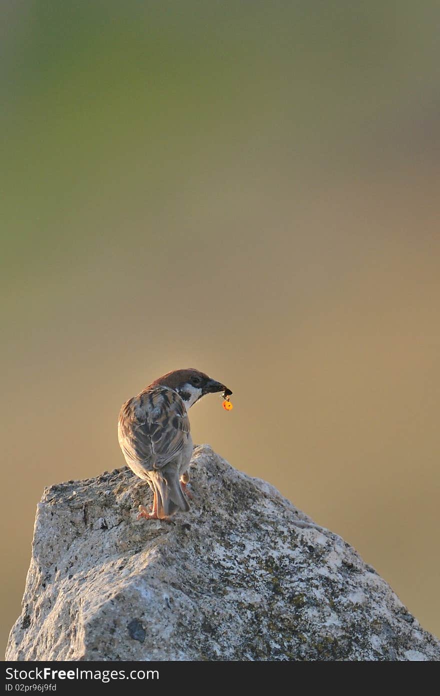 Little bird sitting on a stone and eating a ladybug. Little bird sitting on a stone and eating a ladybug