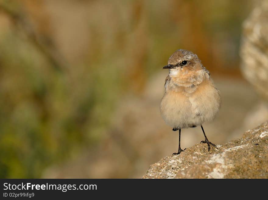 Brown little bird