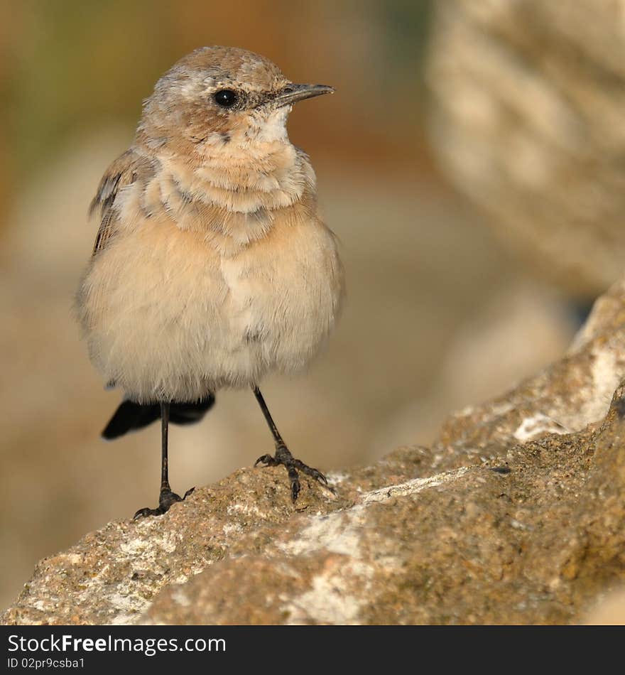 Little brown bird