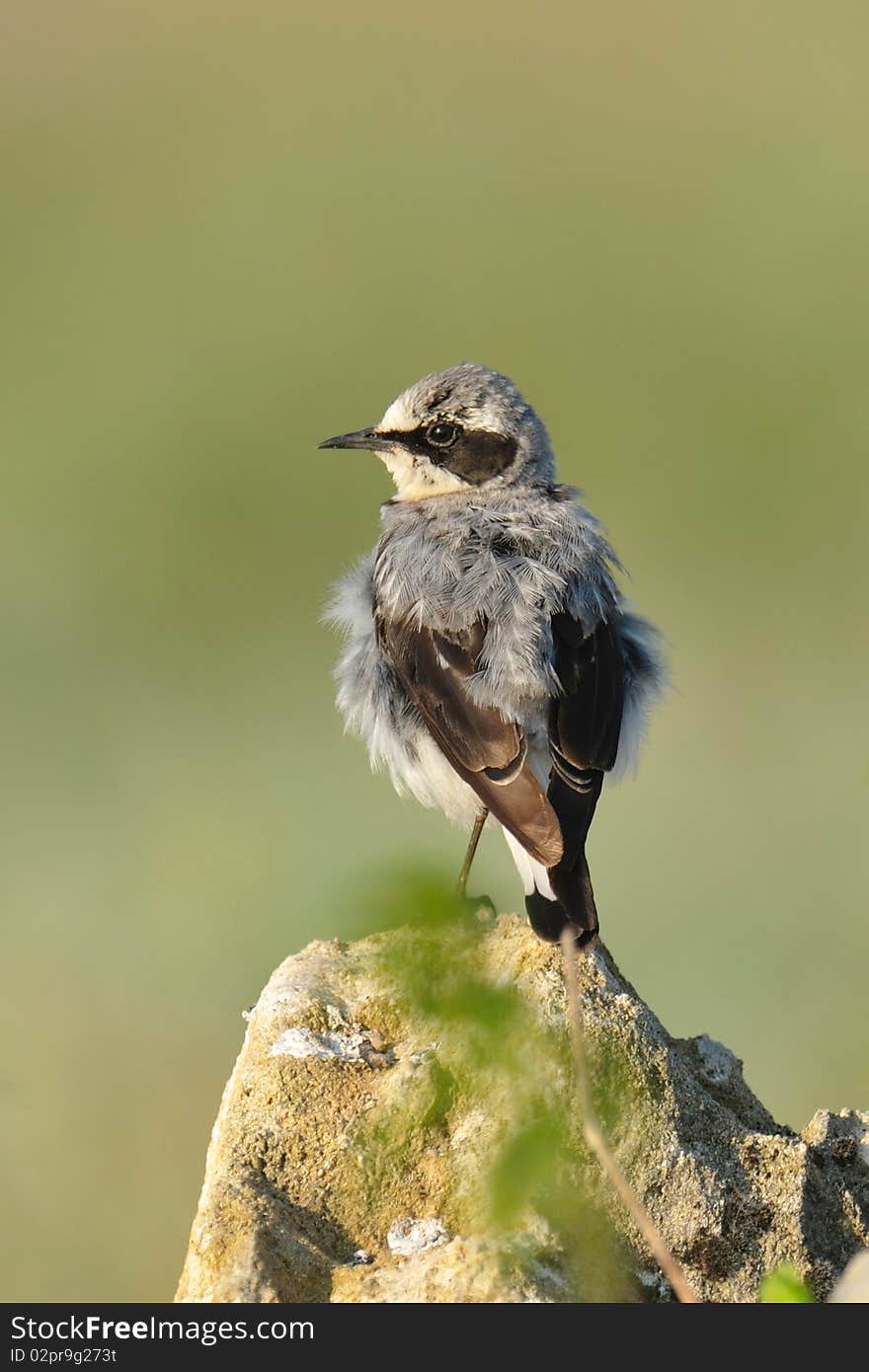 Common wheatear