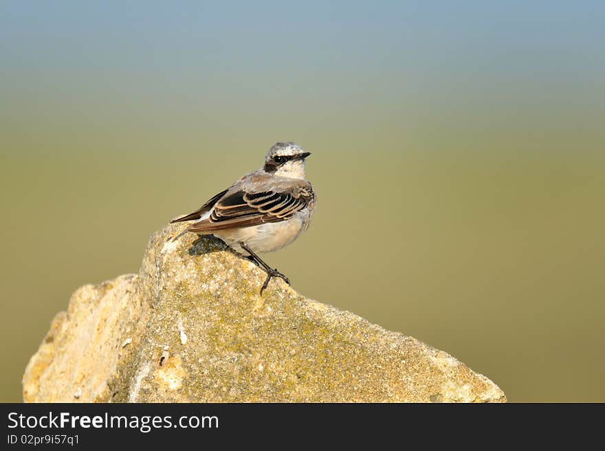 Common wheatear