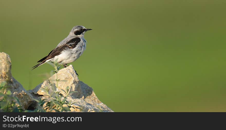 Common wheater sitting on a cliff. Common wheater sitting on a cliff