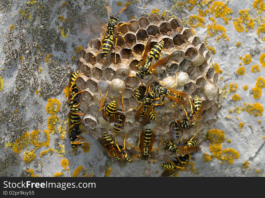 Hornets working in their hive