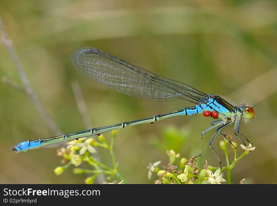 Blue dragon fly sitting on a flower