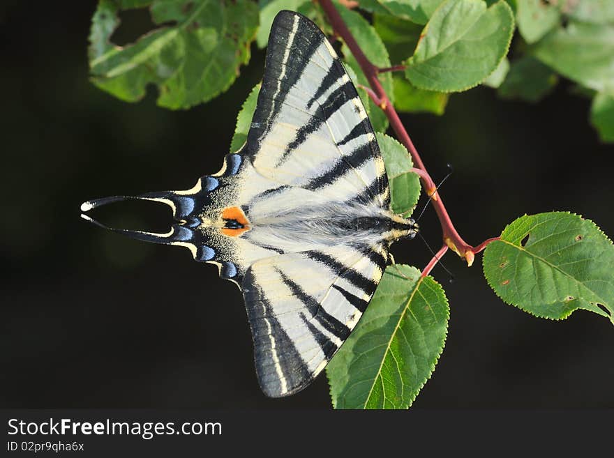 Colorful butterfly