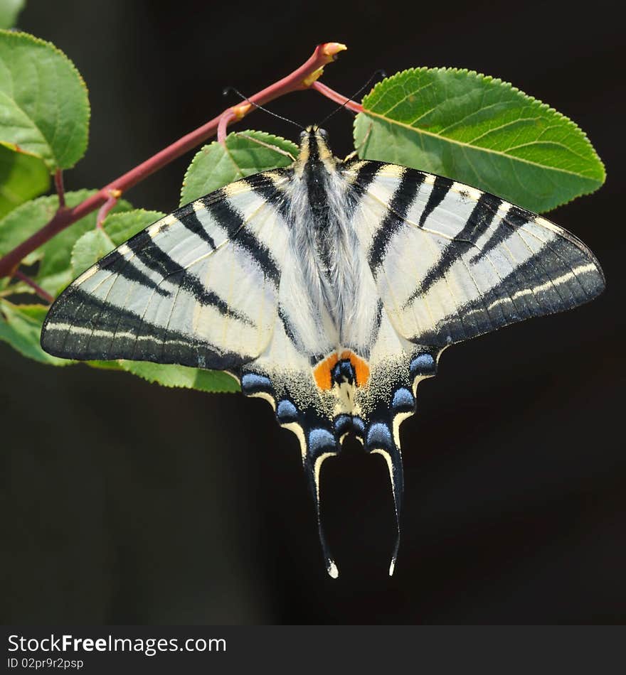 Colorful Butterfly