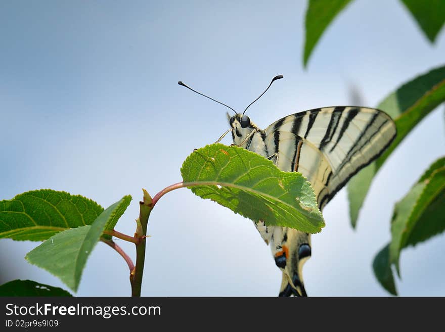 Colorful Butterfly