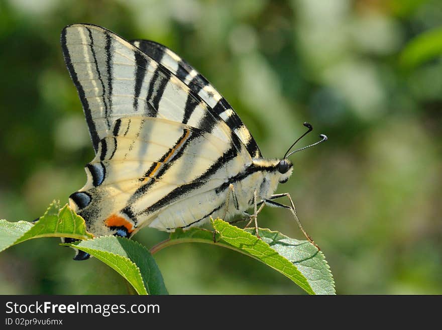 Colorful butterfly