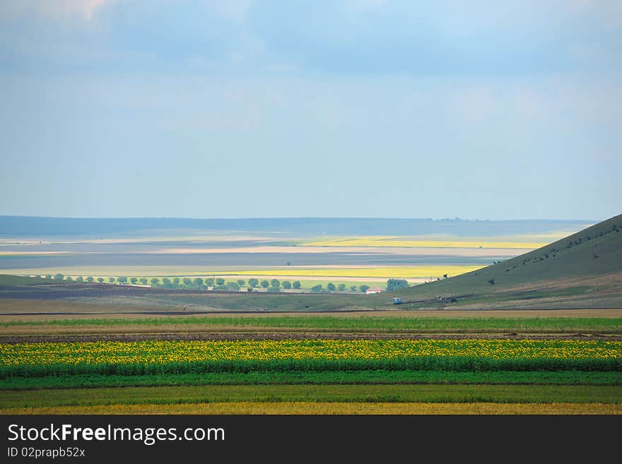 Colorful field under blue sky