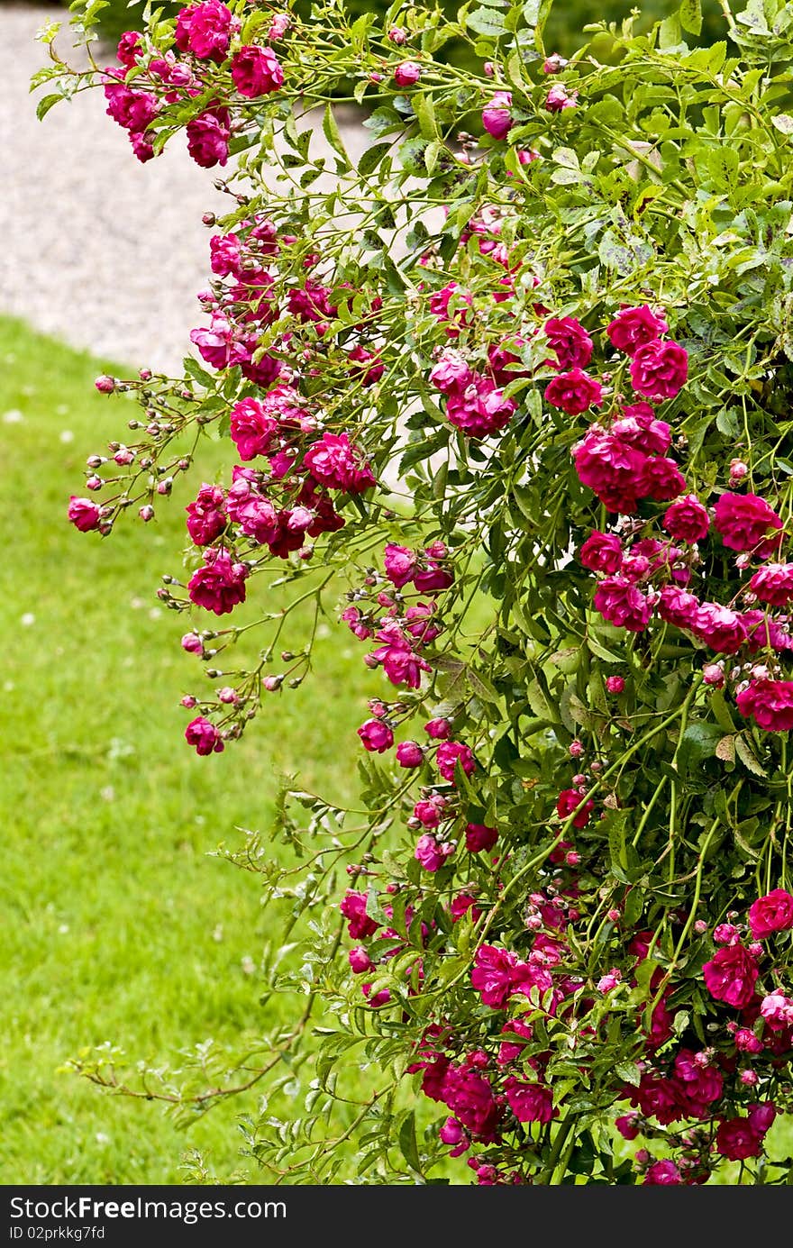 Shrub with lots of pink blossoms. Shrub with lots of pink blossoms