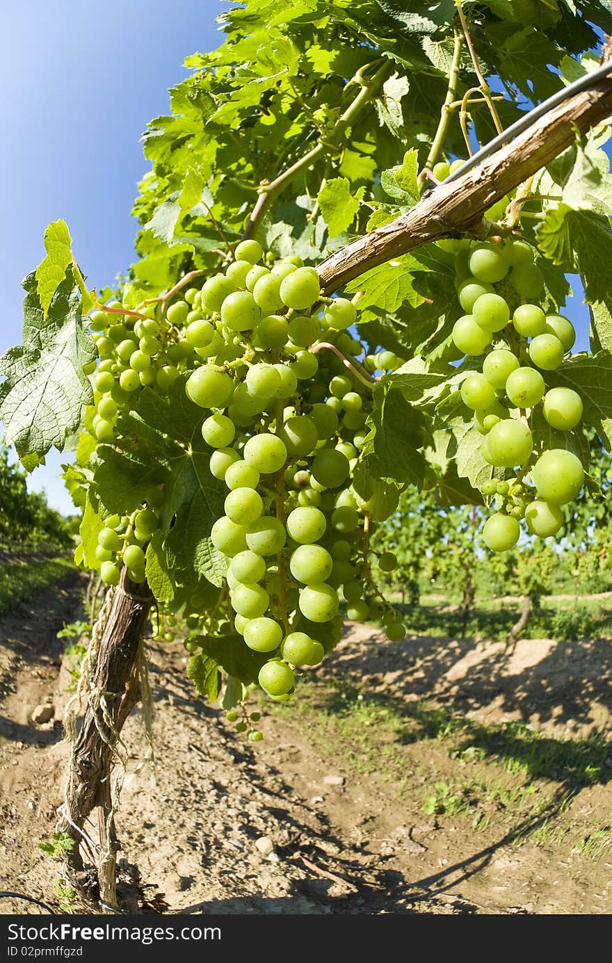 Unripe Merlot Grapes in a Vineyard