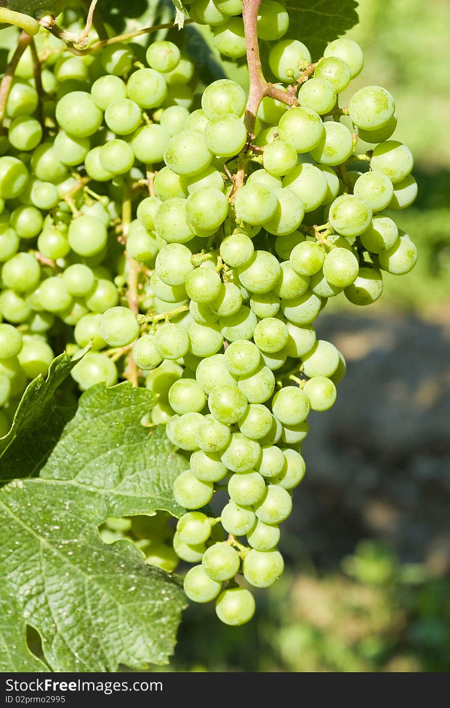 Unripe Merlot Grapes in a Vineyard