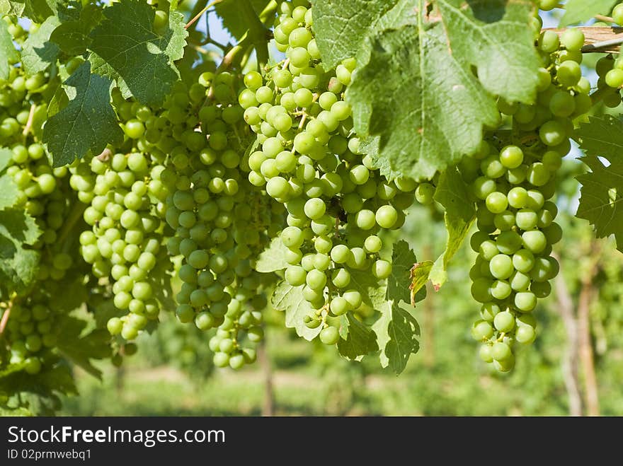 Unripe Merlot Grapes In A Vineyard