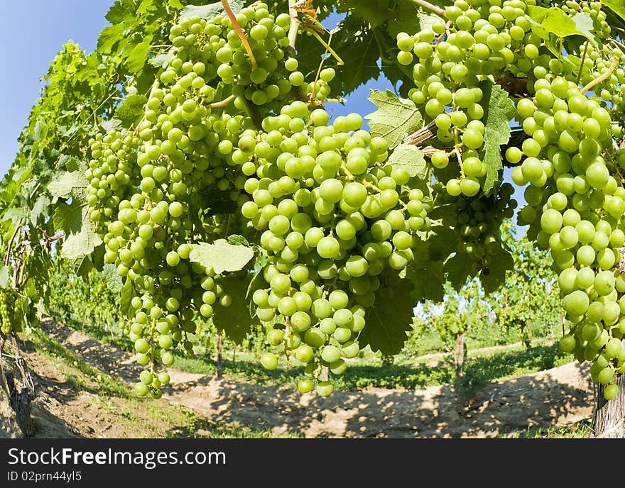 Unripe Merlot Grapes in a Vineyard