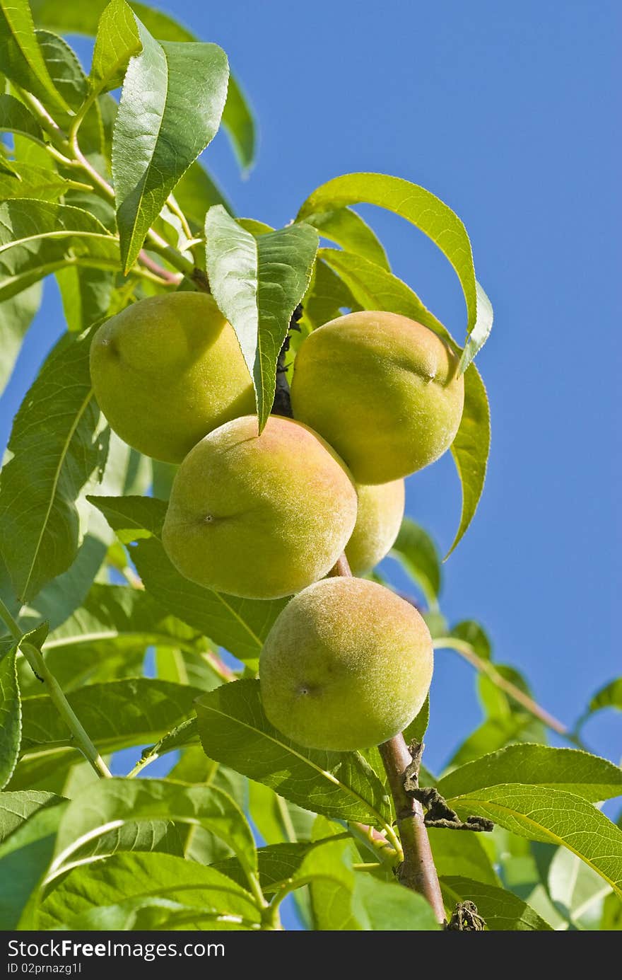 Peaches ripening on the tree against blue sky. Peaches ripening on the tree against blue sky.