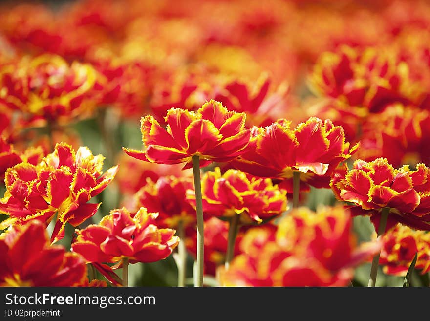 Vibrant tulips