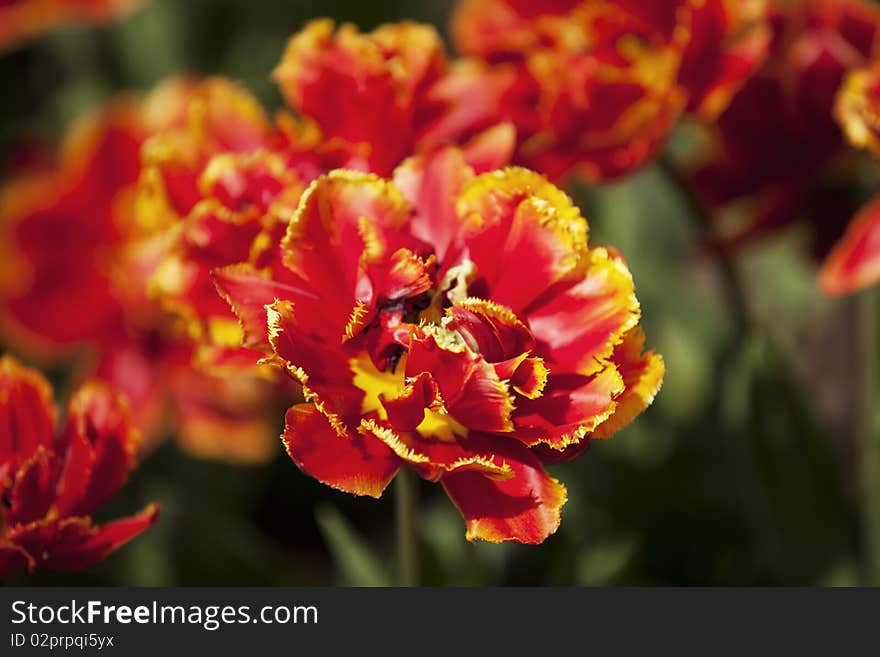 Vibrant tulips