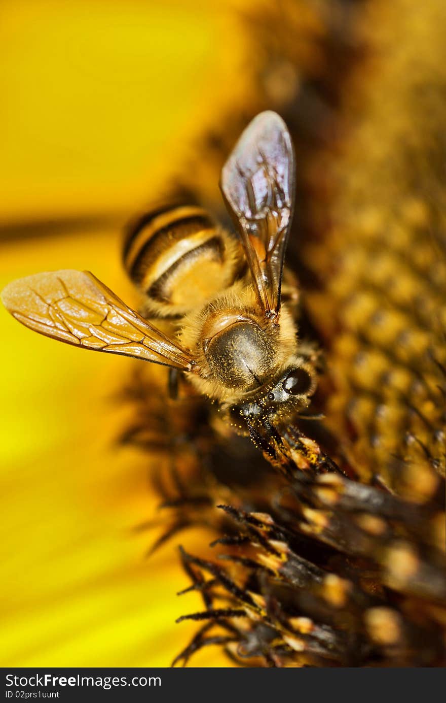 This image focused on the most of the important part of a bee, the eyes, furry body and the wing. The yellowish colour of background matched perfectly with the colour of bee. This image focused on the most of the important part of a bee, the eyes, furry body and the wing. The yellowish colour of background matched perfectly with the colour of bee.