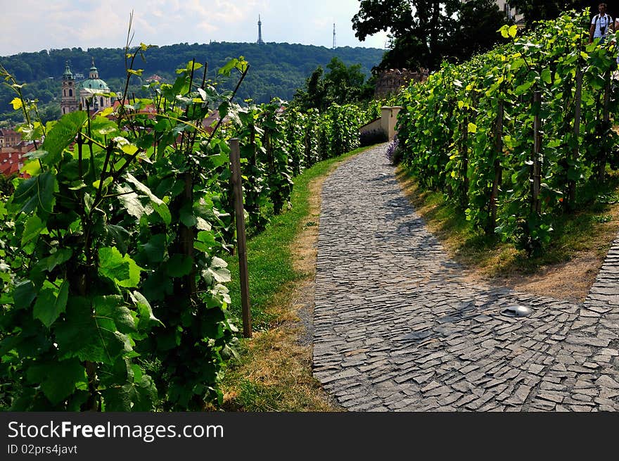 Vineyard In Prague