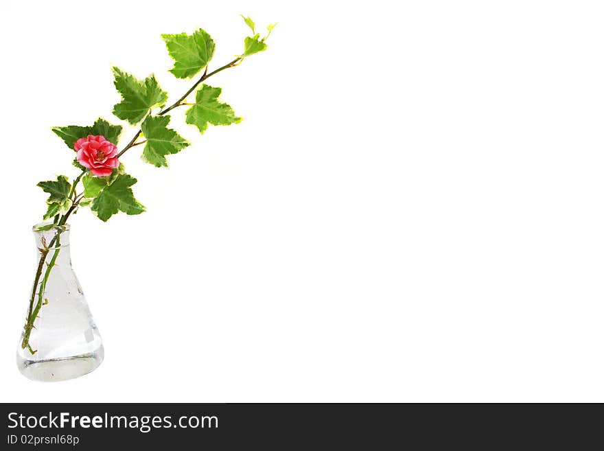 Transparent flower vase with one rose and ivy leaves and copyspace. Transparent flower vase with one rose and ivy leaves and copyspace.