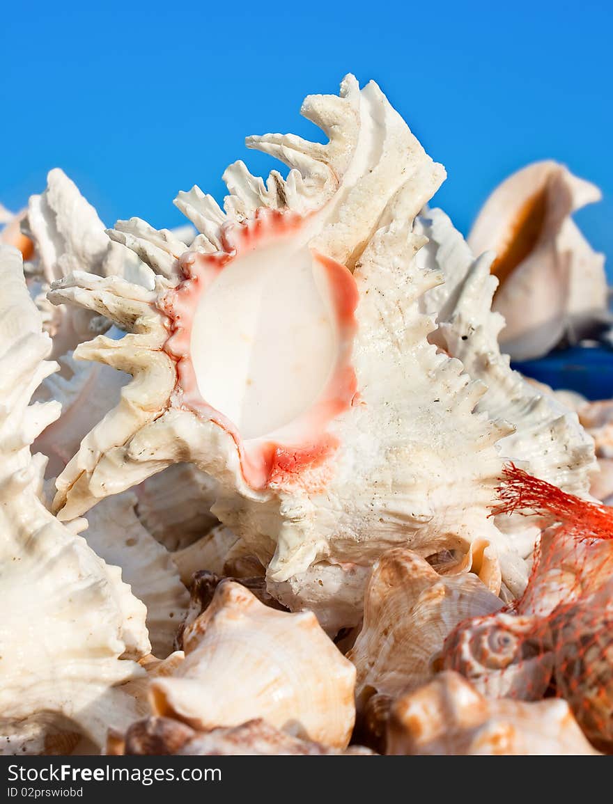 Beautiful shell against blue sky background