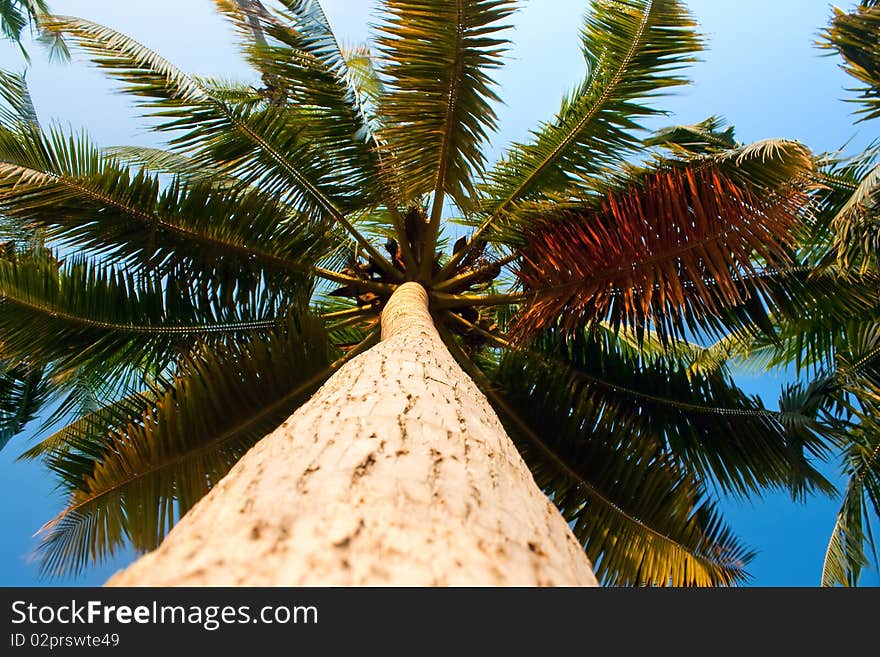 Fan palms against the sky useful for background