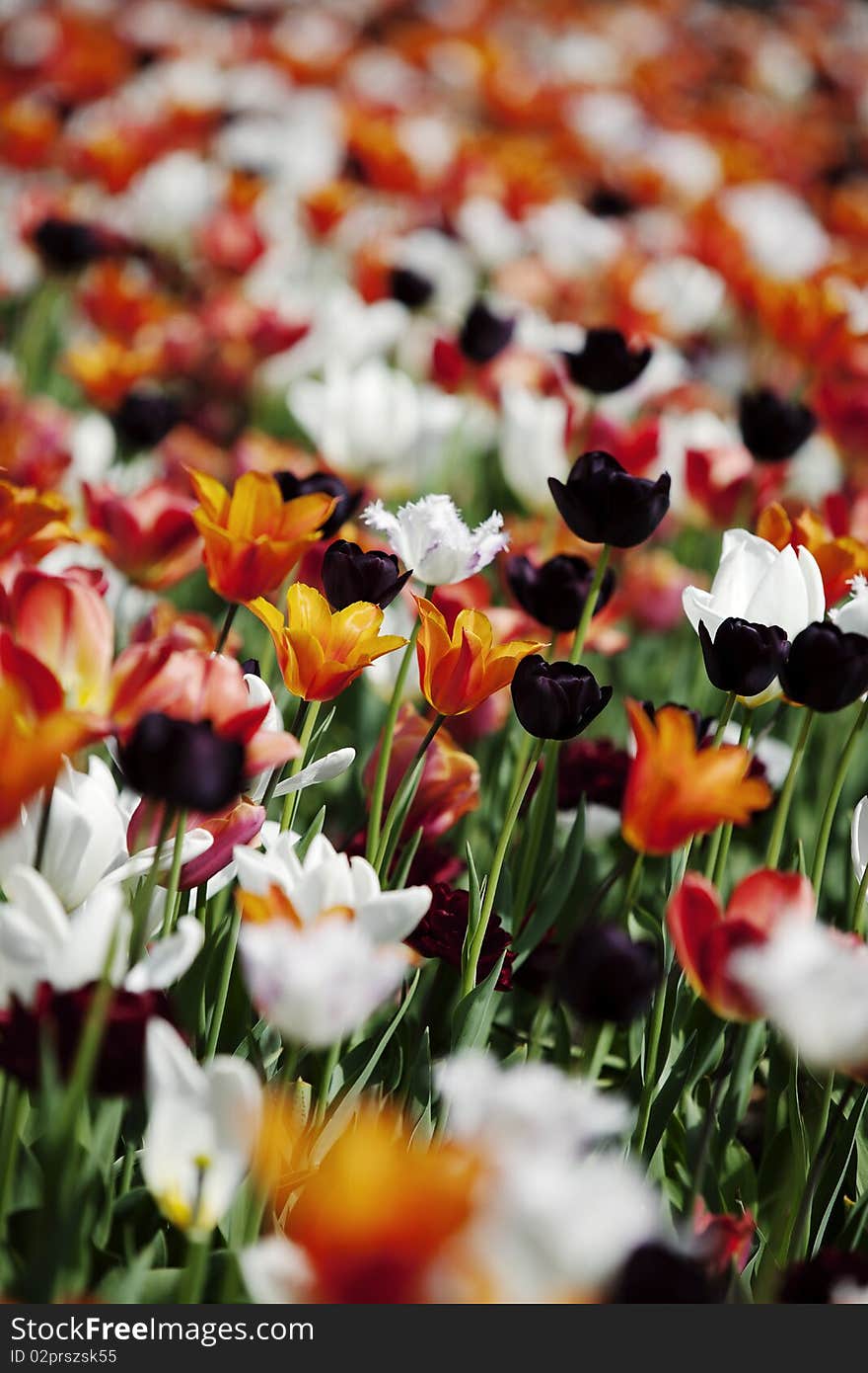 Colorful tulips