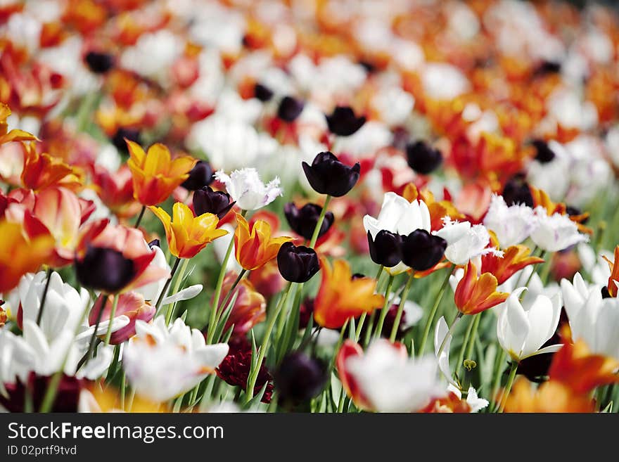 Colorful tulips