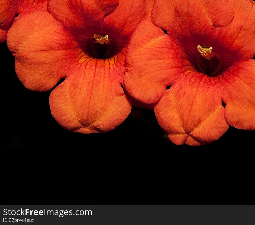 Beautiful orange flower detail isolated on black. Beautiful orange flower detail isolated on black