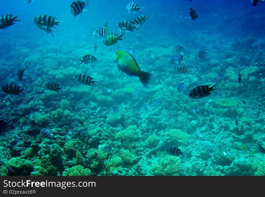 Underwater Landscape Of Red Sea.