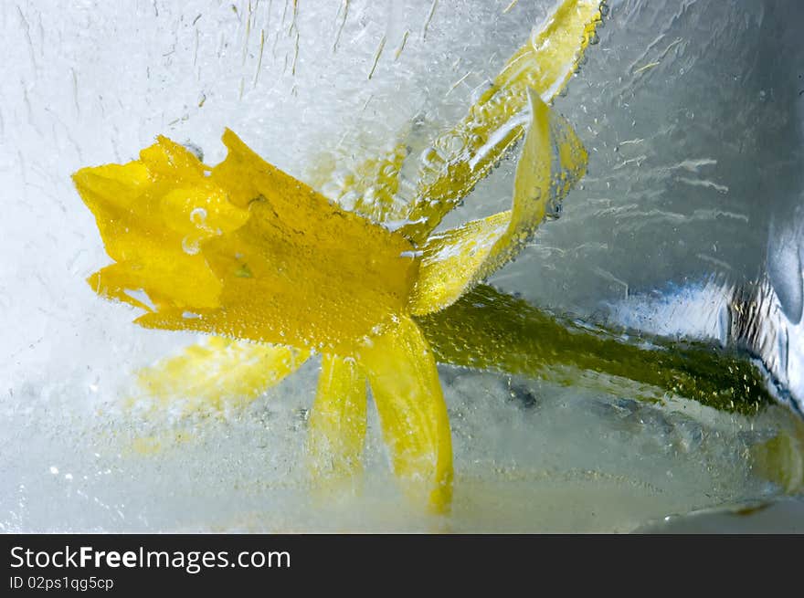 Flower in ice