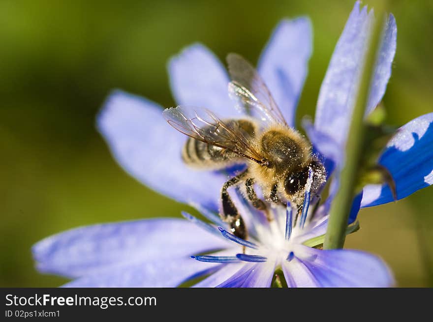 Bee on flower