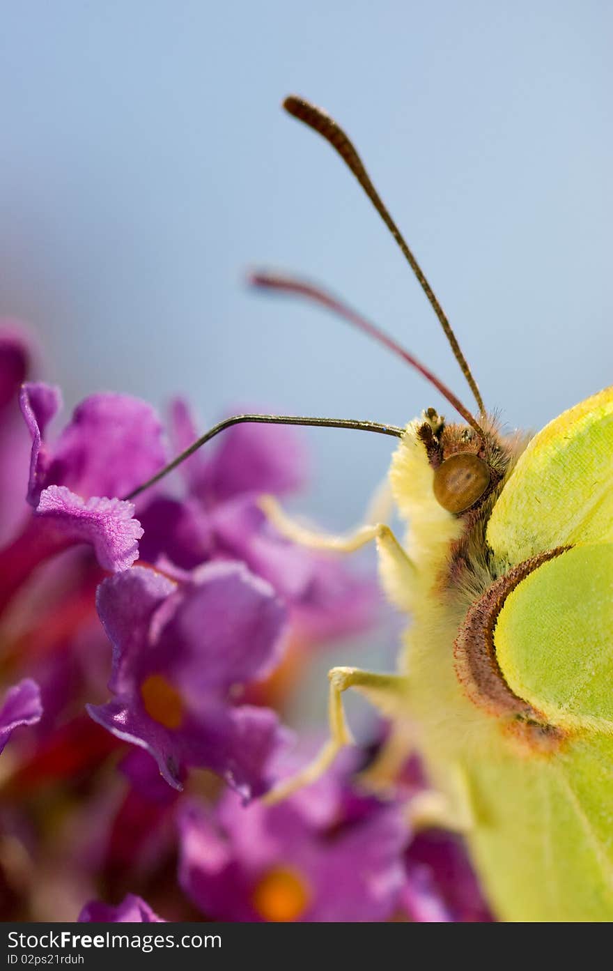 Butterfly on flower