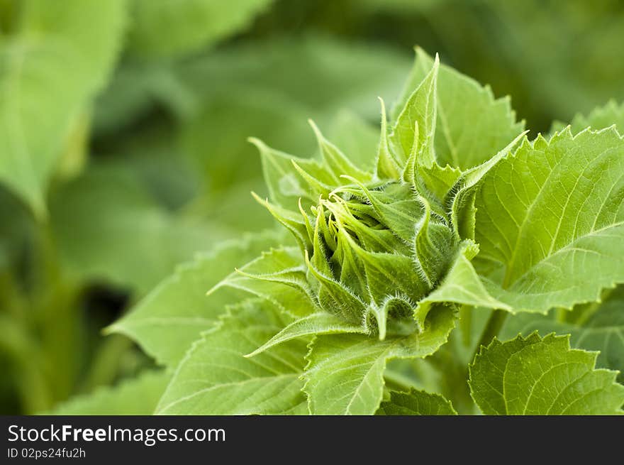 Green sunflower