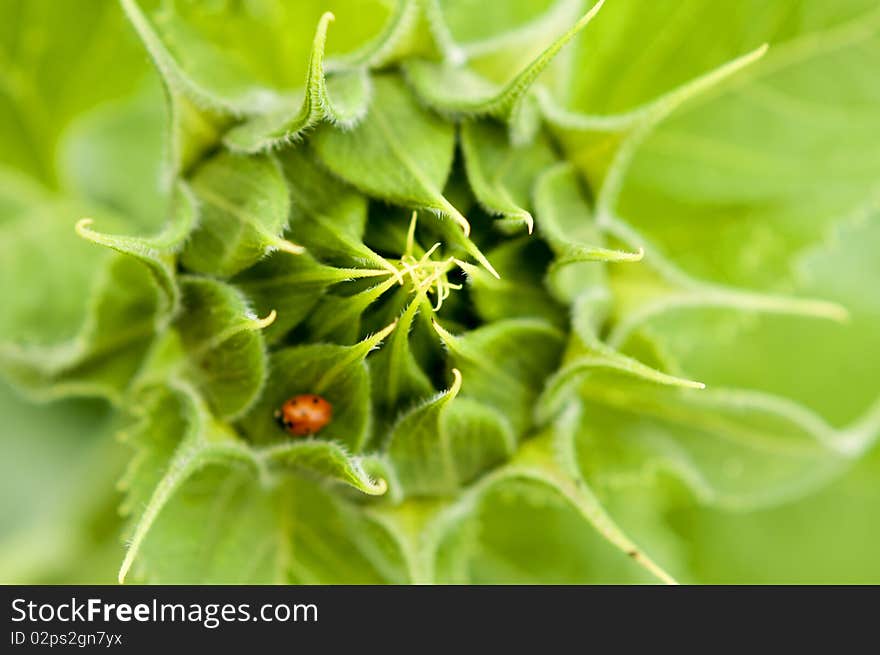 Dismissed flower of a sunflower, green leaves, petals, a small, red bug. Dismissed flower of a sunflower, green leaves, petals, a small, red bug