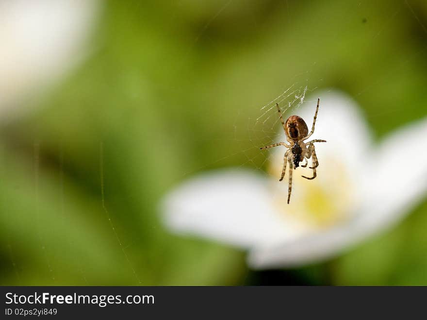 Spider on web in forest