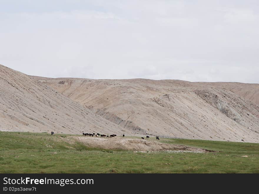 Grazing in Xinjiang Taxkorgan of china